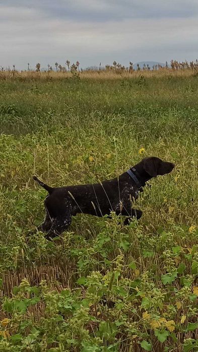 Работещ Курцхар на 5 години.