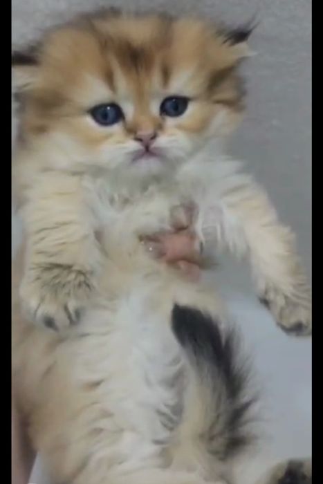 Хайленд страйт золотая шиншила мальчик 
Мальчик скоттиш страйт.
Окр