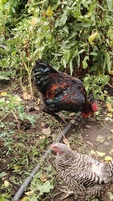 Vând cocos brahma heminat alb și Marans  negru.