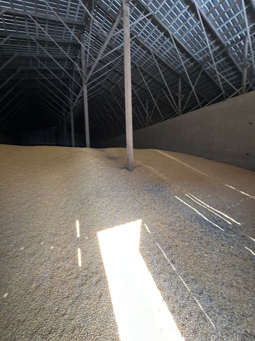 Кукуруза отличный кочества 300 тонн