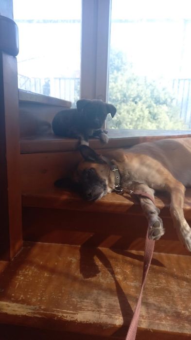 Щенок бельгийской овчарки