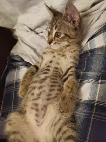 Котята в добрые, хорошие руки.