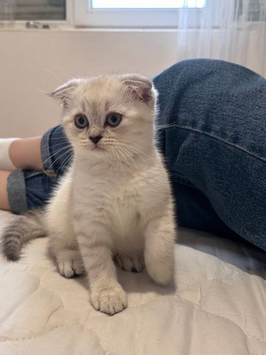 Шотландска клепоуха котка - мъжка