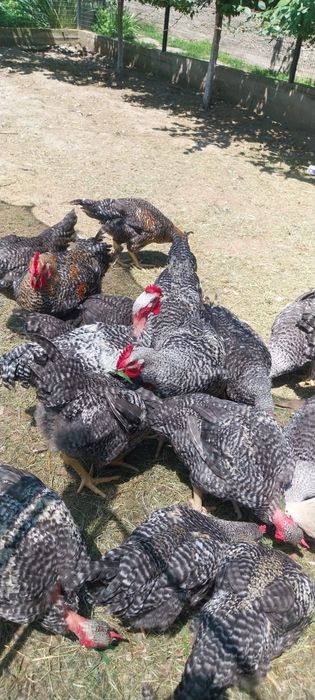 Vând familie playmouth rock barat