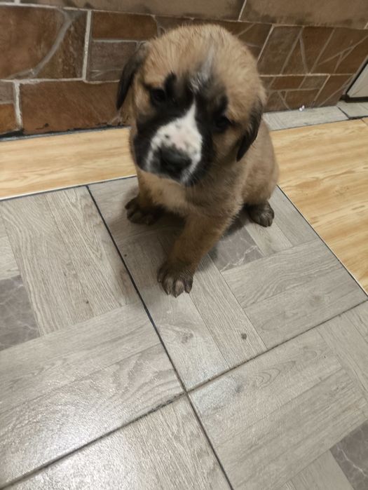 Кане Корсо / Сао Алабай