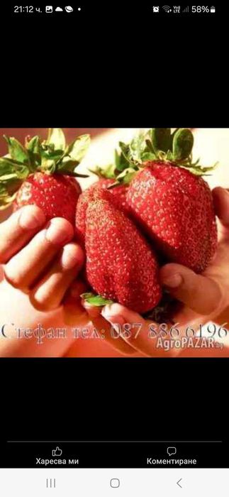 Продавам Разсад ягоди и малини