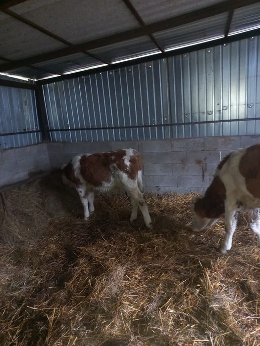 Vând vitei intarcati