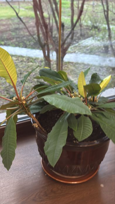 Цветы комнатные