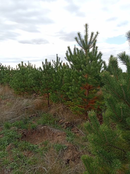 Сосны в большом количестве