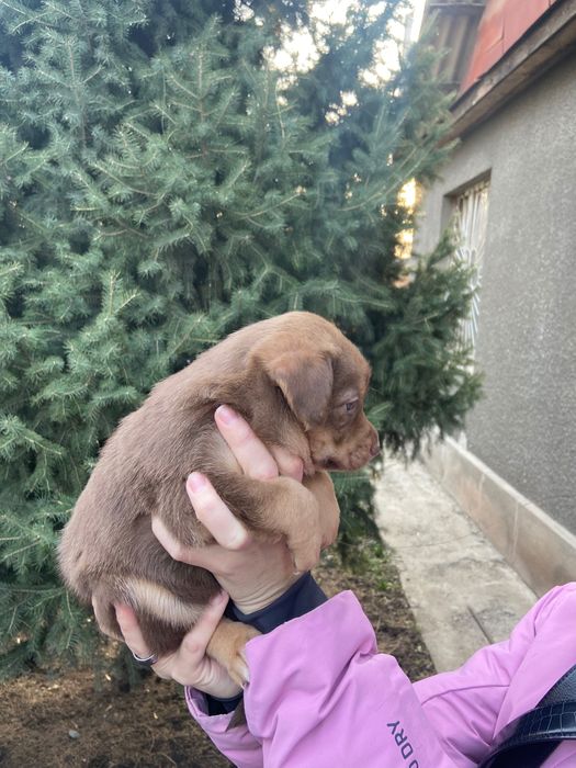 Отам щенка в добрые руки