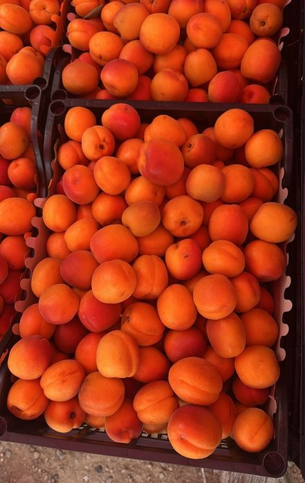 Caise coapte pentru țuică – Dulci și aromate
