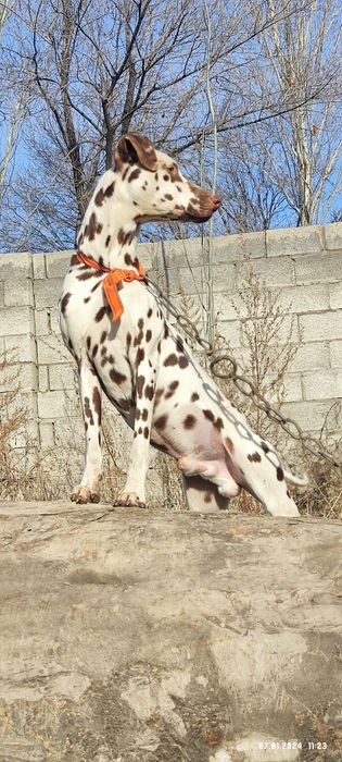 Собака Далматин ит,. Еркек, кабель