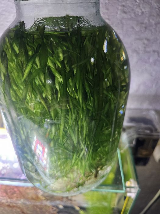 Продам валлиснерия спиралевидная