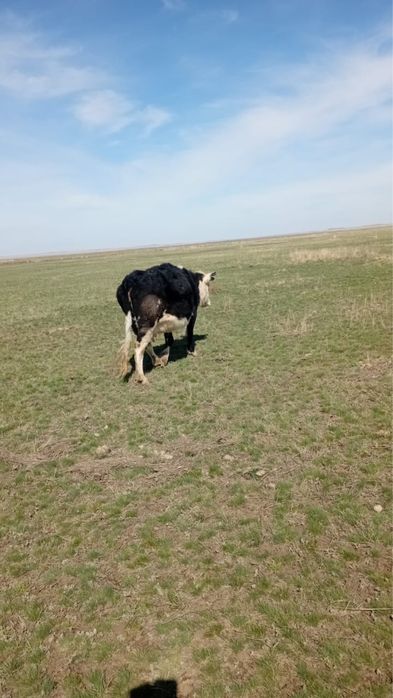 Корова, Сиыр, КРС.