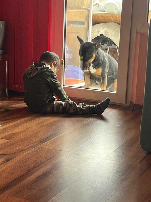 Английски бултериер на 2 години