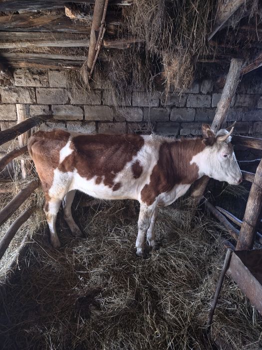 Продам нетель жирная на откорме