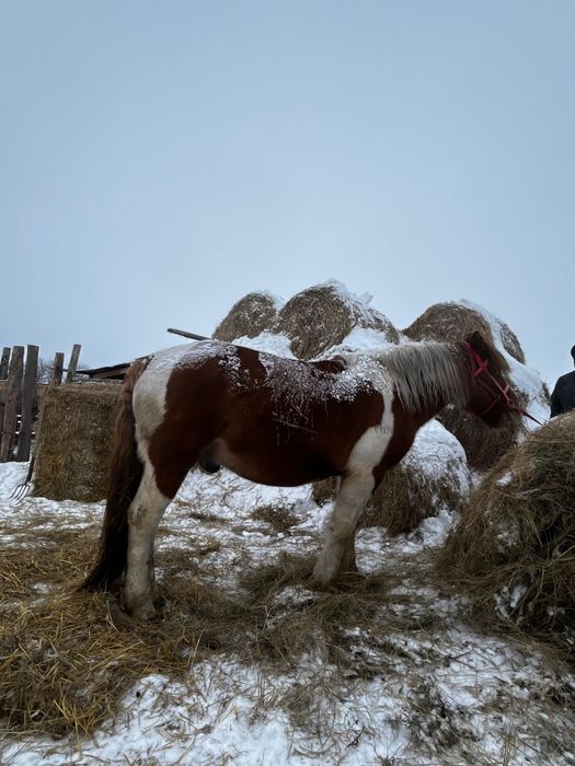 Продам жеребца полу тяг