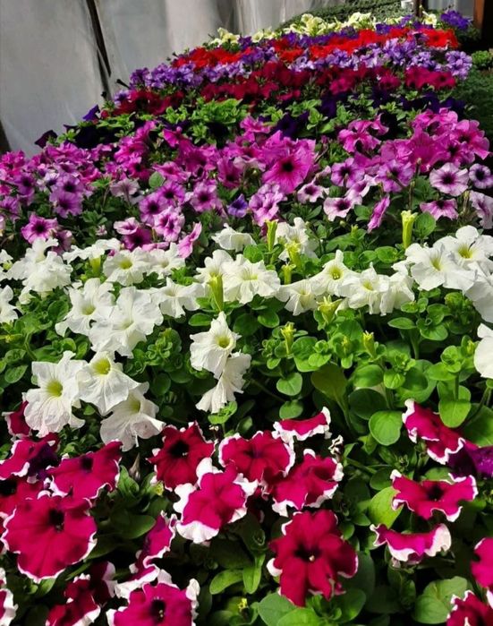 Рассада цветов. Петуния
