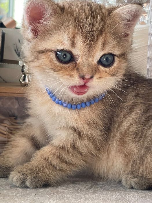 Britan Chinchilla mushukchalar