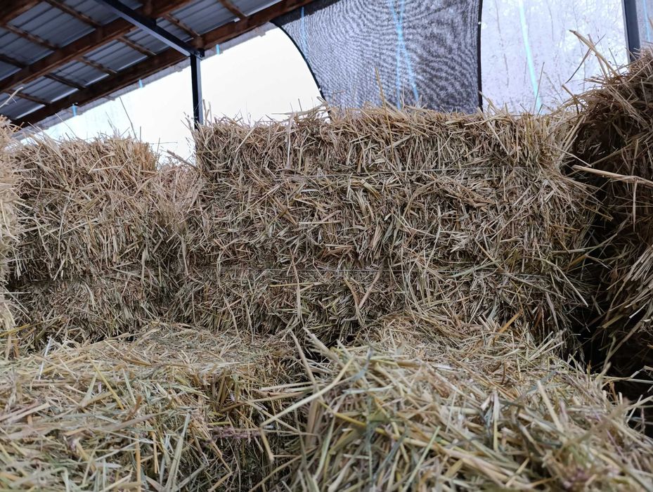 Суданская трава.