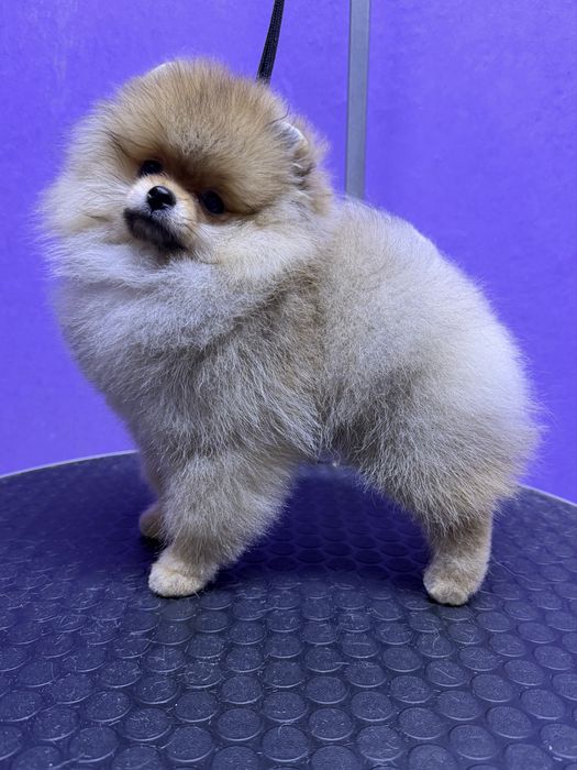 Щенок померанского шпица , девочка