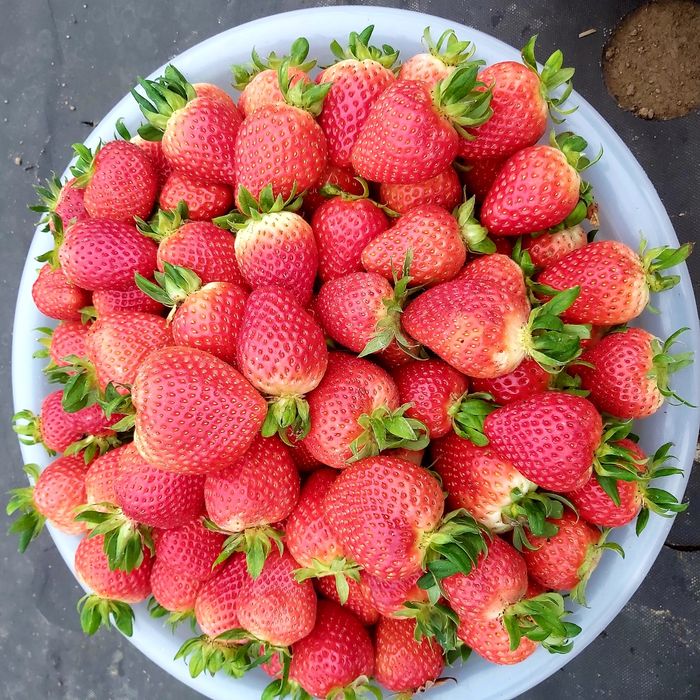 Клубник Корейский солхян