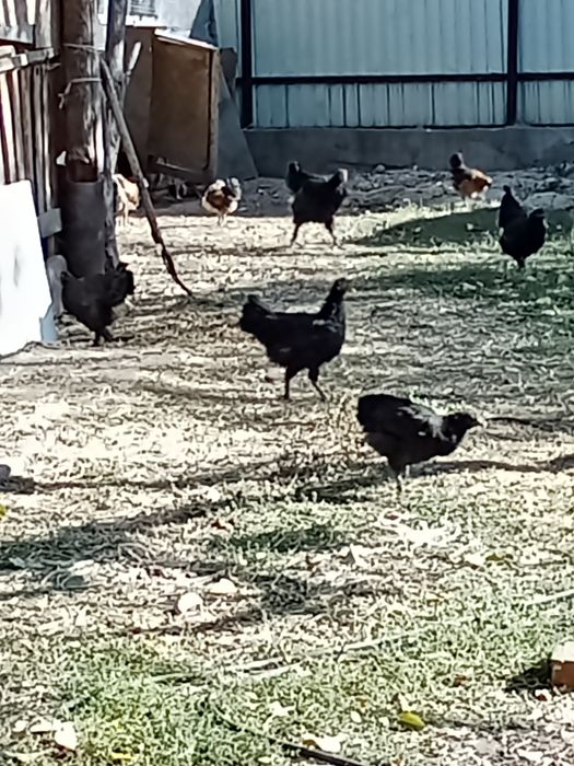 Срочно продам куры