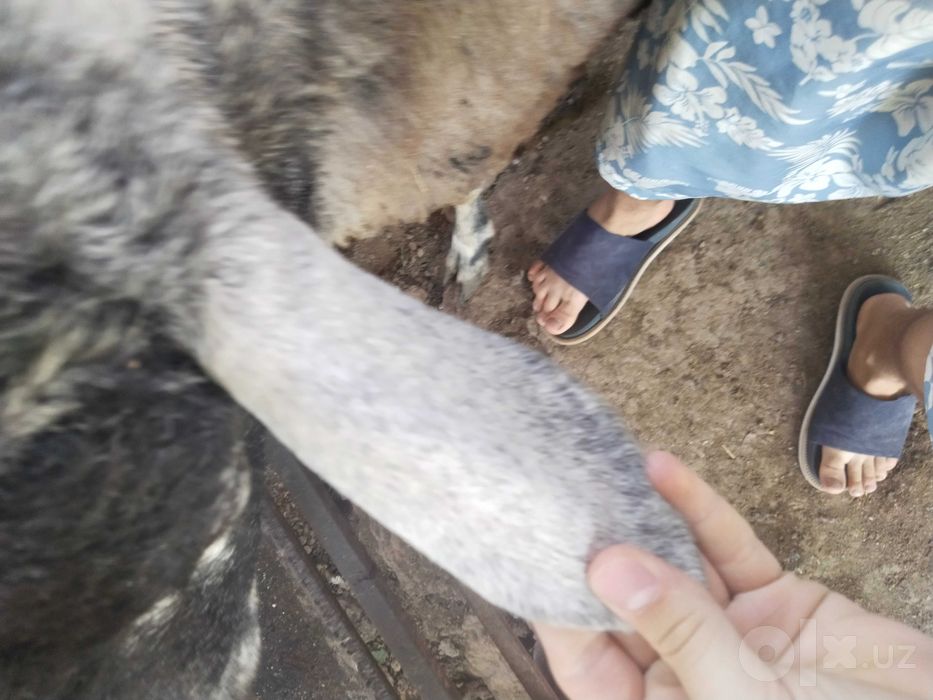 Urg‘ochi qo‘y 2 bolasi bilan 2 bolasi erkak