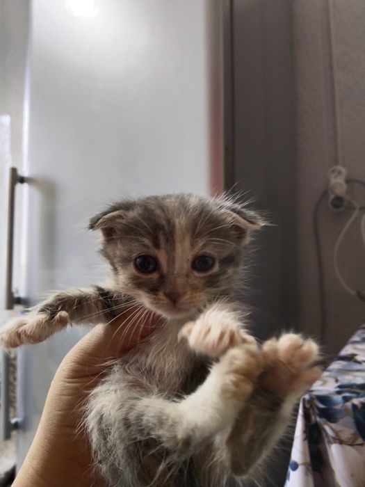 Отдаю Котят Бесплатно Сергели