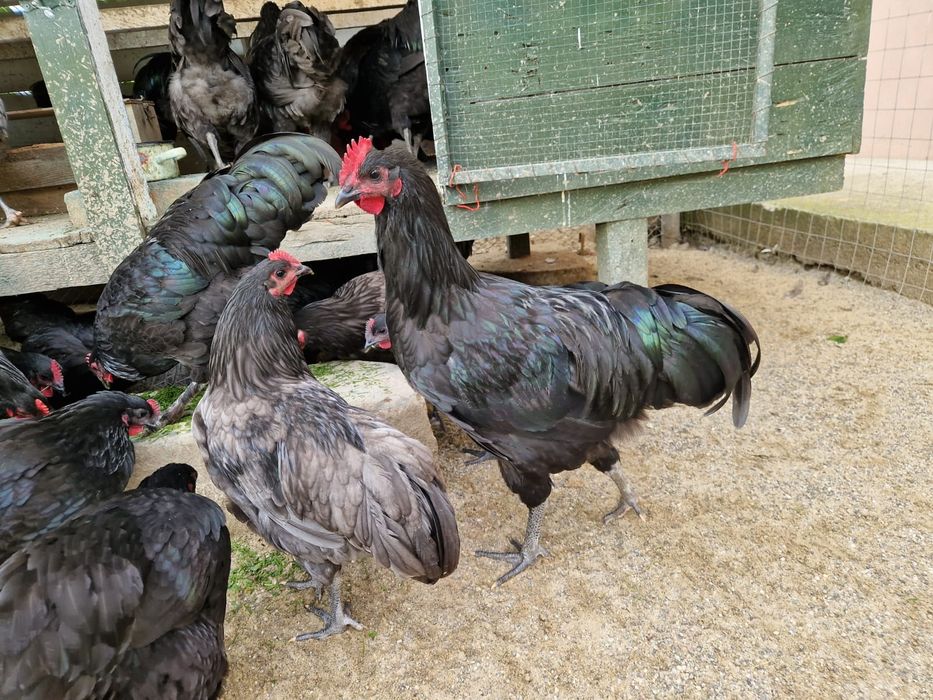 Cocos Australorp 6 luni