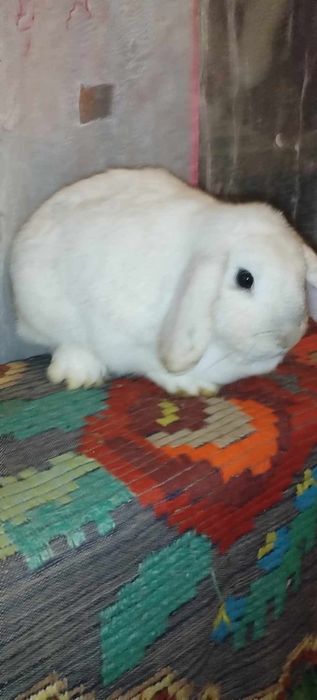 Un mascul albastru vienez și doi berbeci germani mascu și fata