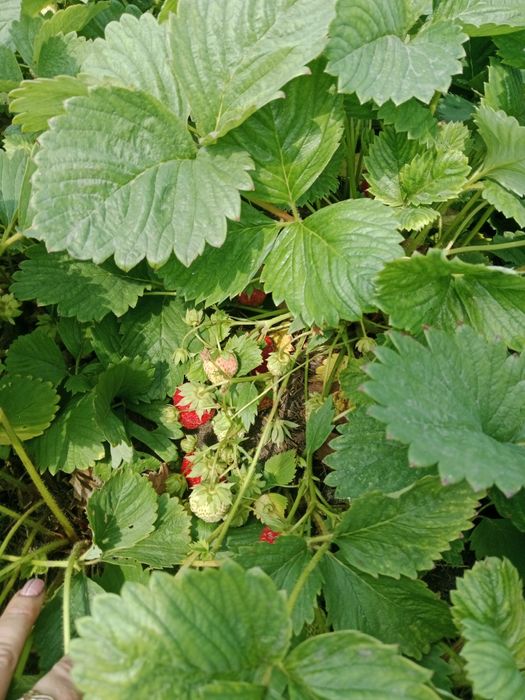 Продам дачу, с/о Эврика