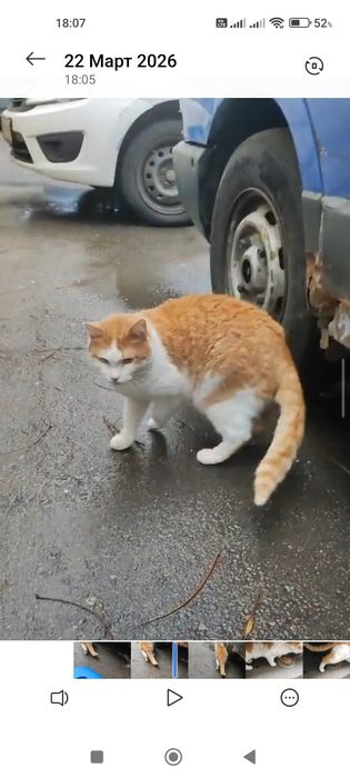 Пропал рыжий кот