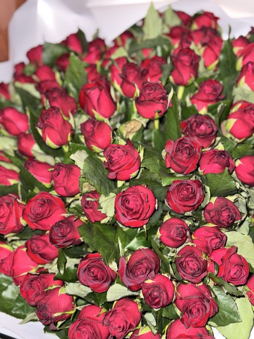цветы красные розы 101