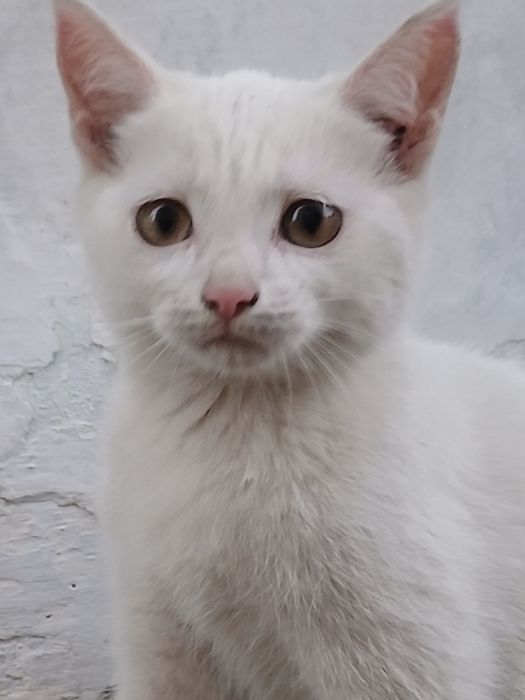 Продам котят турецкой ангорки.