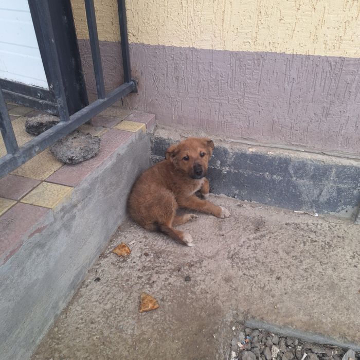 Еркек кушик щенок