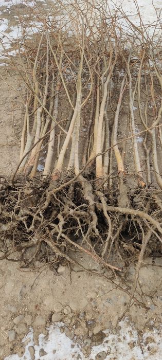 Puieți de Tei mirositor