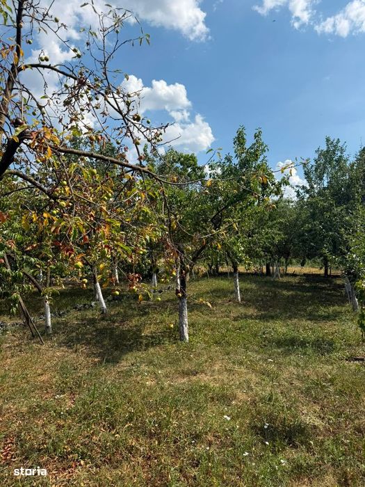 Gospodarie de vanzare in Ineu