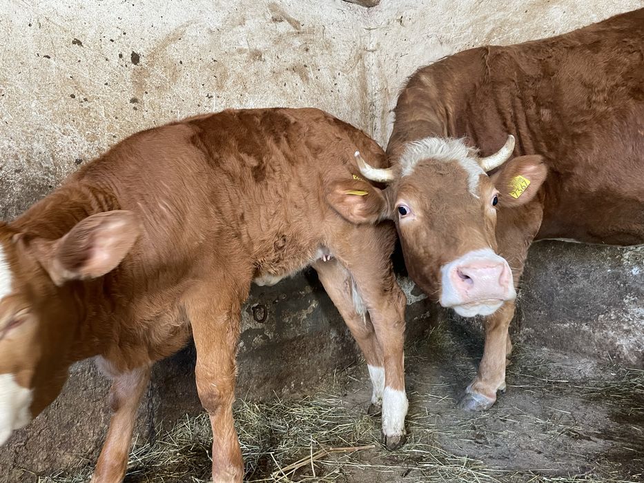 Vaca la prima fatare