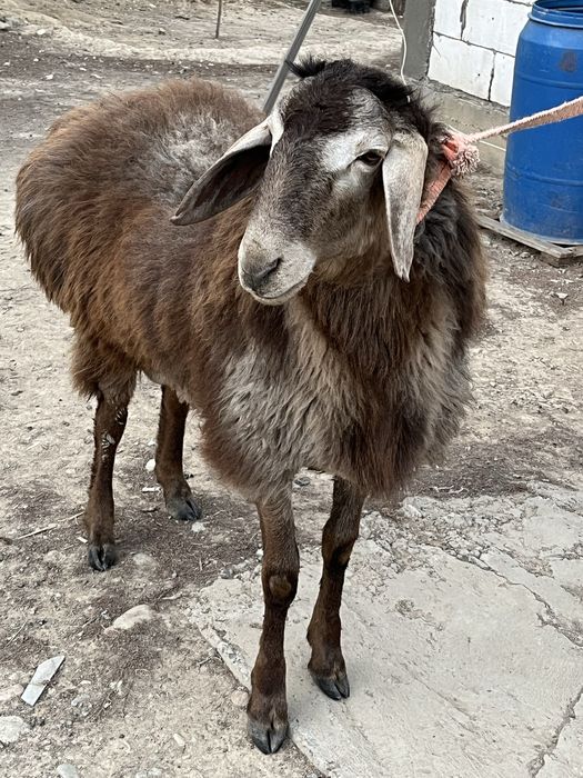 Сатылады арашан қошкар