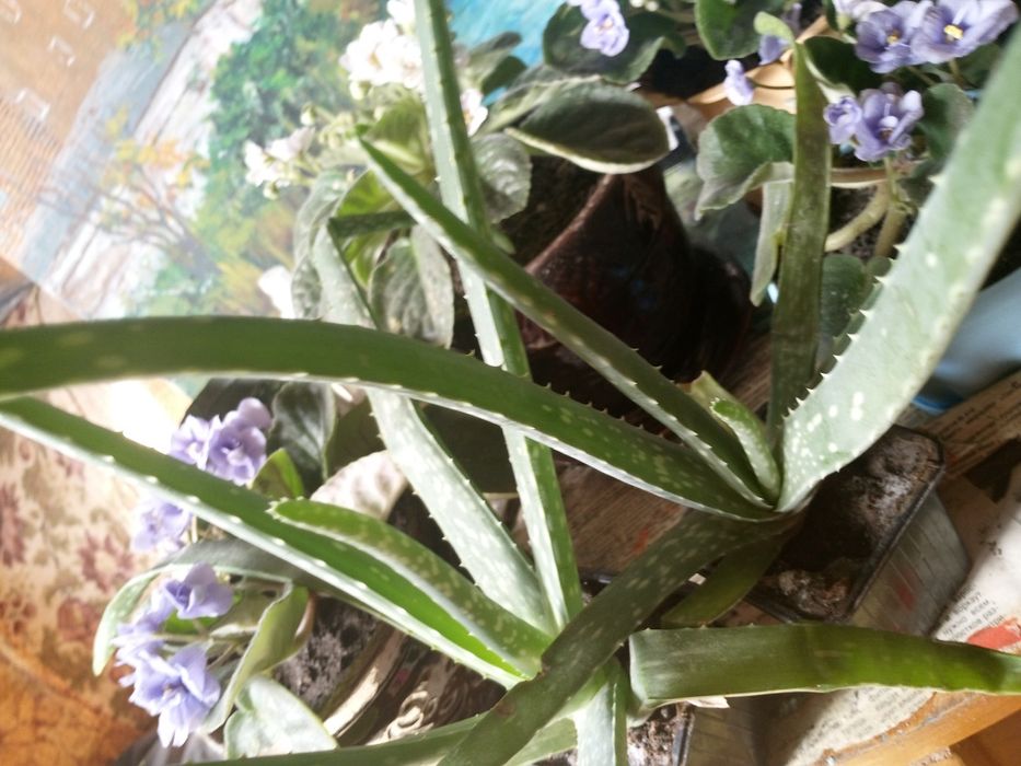 Алоэ Вера растение