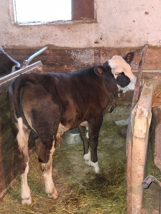 Se vinde Baltat romanesc