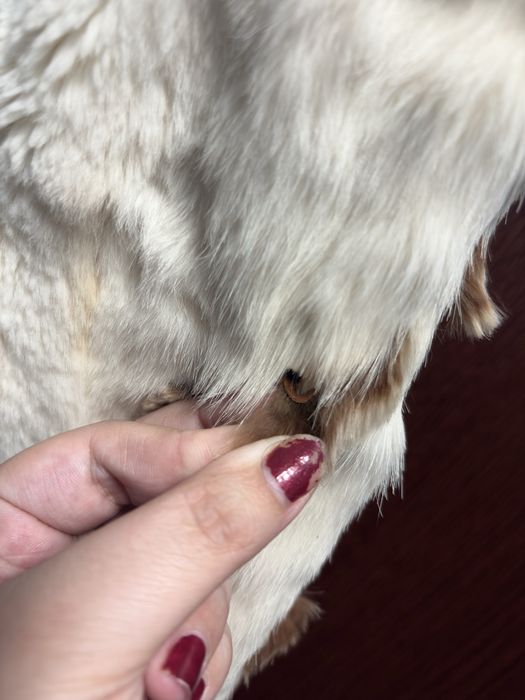 Haina din blană naturala ruseasca iepure & vulpe