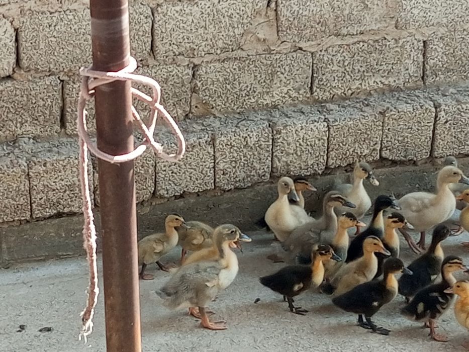 2-haftali Pekin o'rdaklari