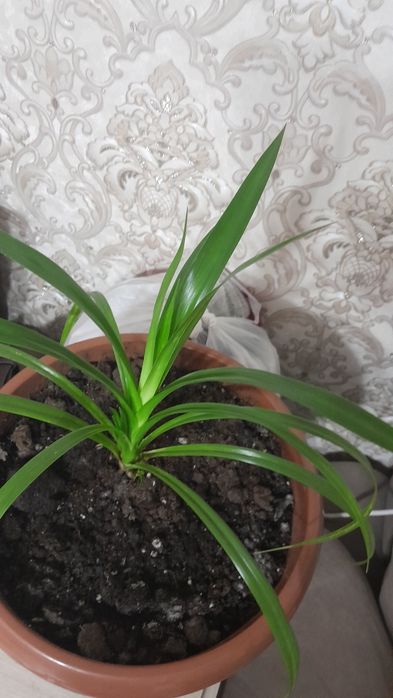 Продам цветок хлорофитум