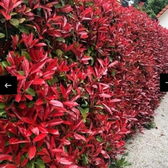 Photinia Red Robin ,gard viu