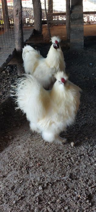 Vand cocosi matase japoneza