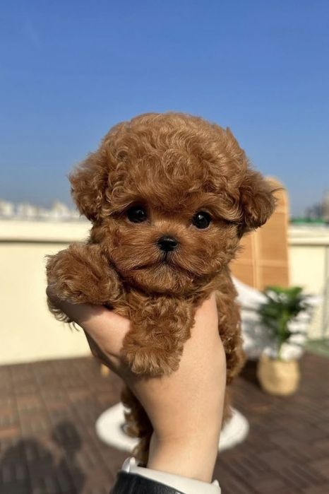 Pudel Poodle mini toy 2 luni
