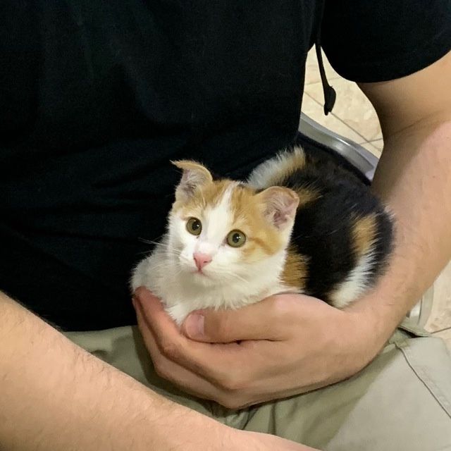 Вислоухий трехцветный котенок, девочка