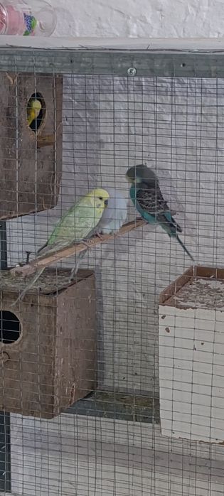 Вальнисти попугай